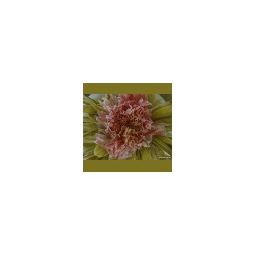Carnation immortal peach - kvetoucí čaj 2 kusy